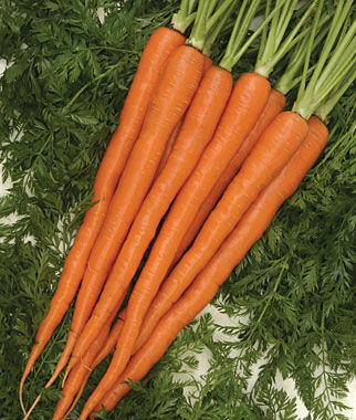 Carrot Sugarsnax Hybrid