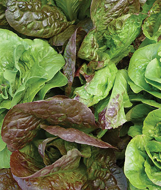 Lettuce Bibb Blend