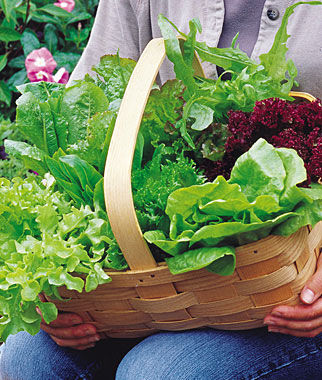 Lettuce Heatwave Blend