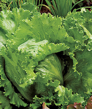 Lettuce Igloo