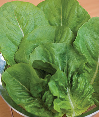 Lettuce Little Caesar
