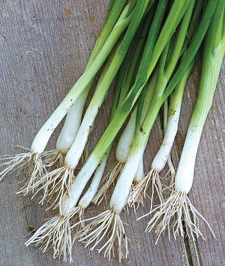 Bunching Onion Evergreen Long White