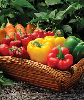 Pepper Favorite Sweet Peppers Collection