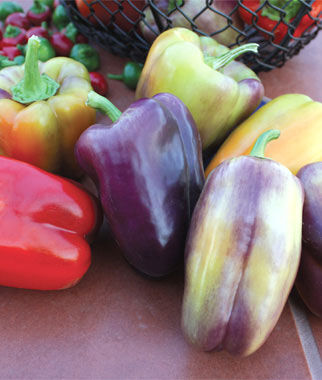 Pepper Sweet Pinot Noir Hybrid