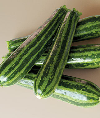 Squash Summer Green Tiger Zucchini Hybrid