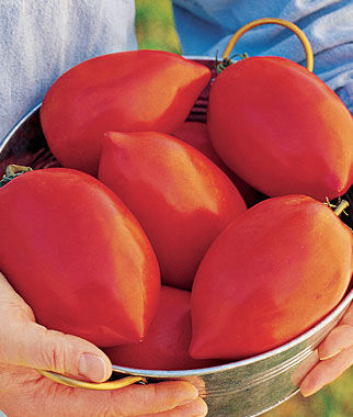 Tomato Big Mama Hybrid
