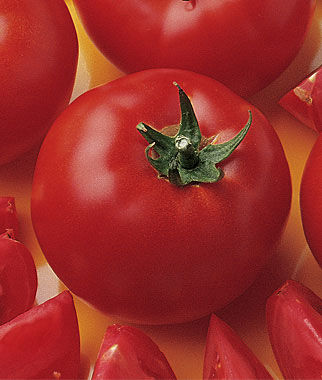 Tomato Bush Early Girl Hybrid