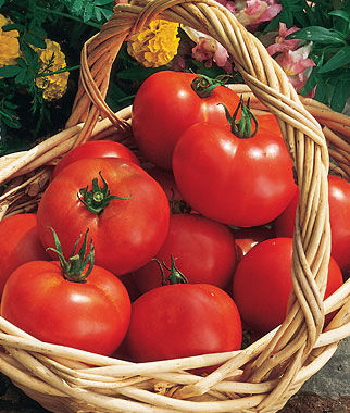 Tomato Early Girl Hybrid