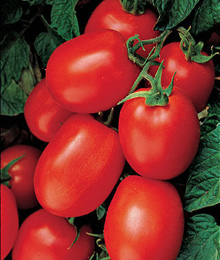 Tomato Health Kick Hybrid