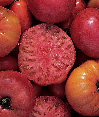 Tomato Mortgage Lifter