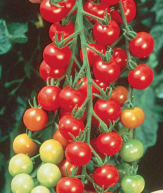 Tomato Super Sweet 100 Hybrid