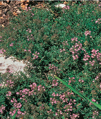 Thyme Creeping