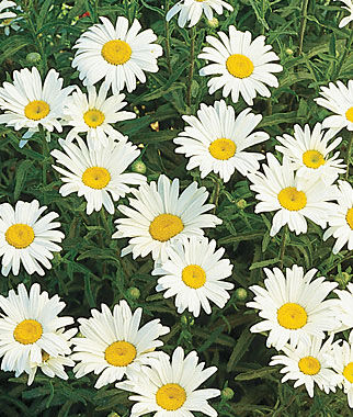 Shasta Daisy Silver Princess