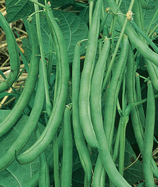 Bean Bush Contender
