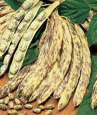 Bean Shell Bush Dragons Tongue Wax