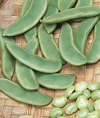 Bean Lima  Burpees Bush lentil