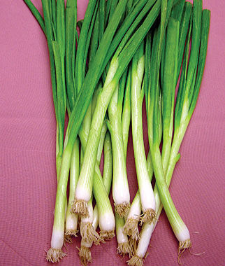 Bunching Onion White Lisbon
