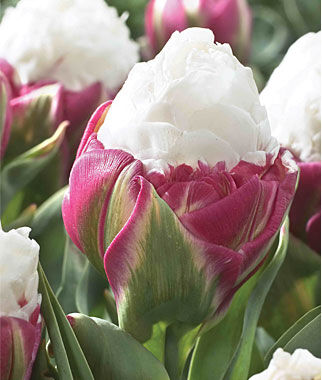 Tulip Ice Cream
