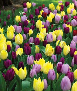 Tulip Early Prince  Mix