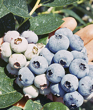 Blueberry Spartan