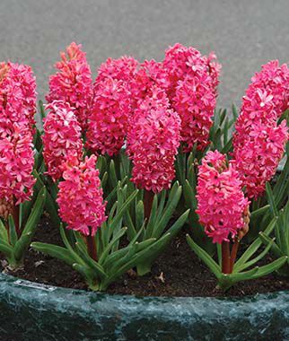 Hyacinth Jan Bos