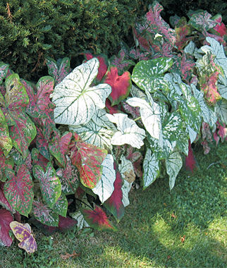 Caladiums Tropical Mix Bulbs Size 6-10cm