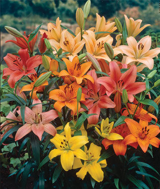 Lilies Perennial Mixed