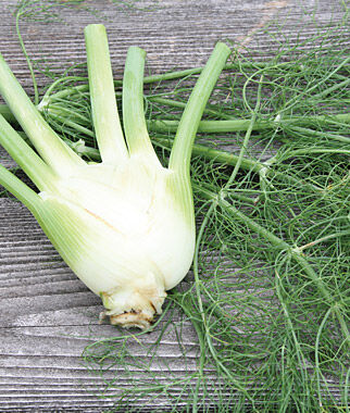 Fennel Orion Hybrid
