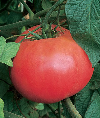 Tomato Brandywine Red Organic