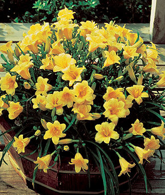 Daylily Stella de Oro