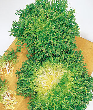 Curly Endive Galia Frisse