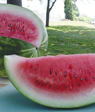 Watermelon Congo
