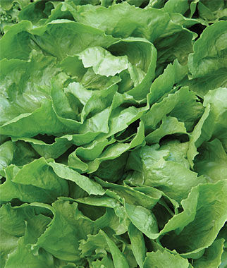 Escarole Sugarloaf