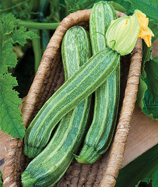 Squash Italian Ribbed Zucchini