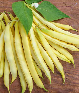 Bean Bush Golden Wax Organic