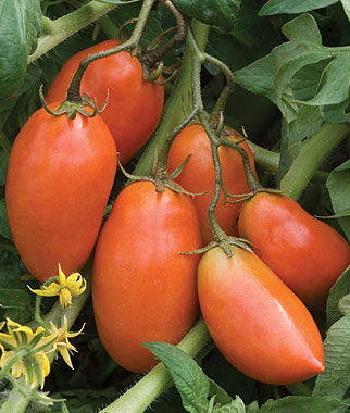 Tomato San Marzano Organic