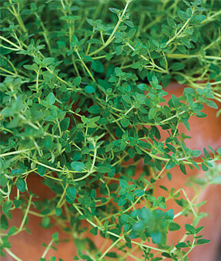 Thyme Organic