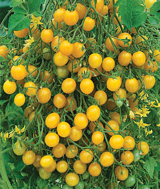 Tomato Mirabelle Blanche Organic