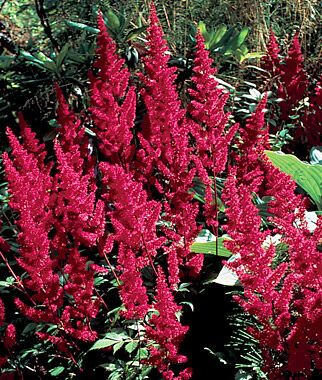 Astilbe Fanal