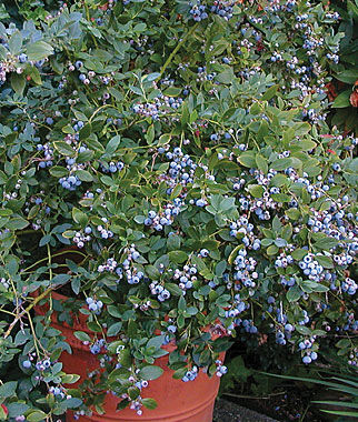 Blueberry Sunshine Blue