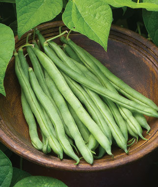 Bean Bush Big Kahuna