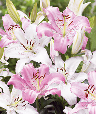Lily Fragrant Wedding Bells