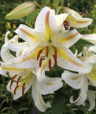 Lily Oriental Garden Party