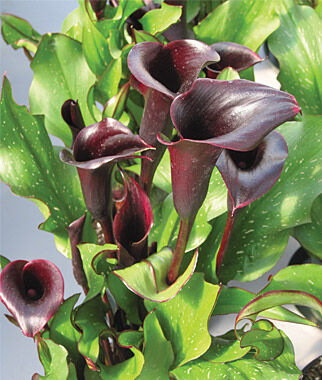 Calla Lilly Black Star