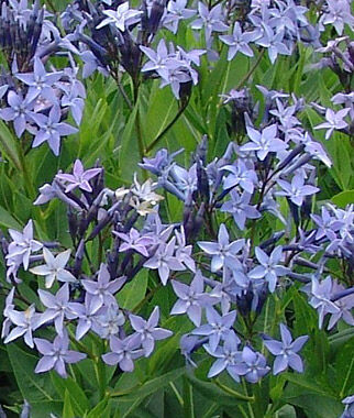 Amsonia Blue Ice