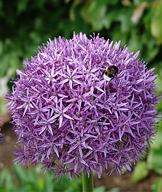 Allium Globemaster Size 18+