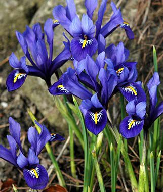Iris reticulata Harmony Iris species Growing Bonsai Flower Bulbs Roots Rhizomes Corms Tubers Potted Planting Reblooming Fragrant Garden Seeds Plant