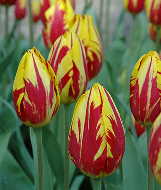Tulip Mickey Mouse