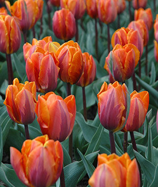 Tulip Princess Irene