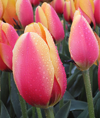 Tulip World Peace